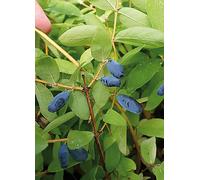 You Garden 3 x 9 cm Honeyberry Lonicera Kams. Balalaika Blue