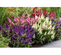 You Garden - 3 X Buddleia Davidii 'butterfly Candy' Collection In 9Cm Pots - Bee Friendly Plants For Garden