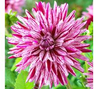 You Garden - 3 X Dahlia Blackberry Ripple Tubers