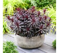 You Garden - 3 X Euphorbia 'miner's Merlot' 9Cm Pots