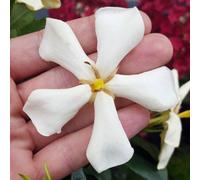You Garden - 3 X Gardenia Jasminoides 'pin Wheel' In 9Cm Pots Ready To Plant Out Now