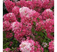You Garden - 3 X Hydrangea Paniculata Diamant Rouge In A 9Cm Pot
