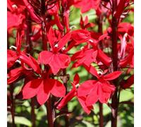 You Garden - 3 X Lobelia Speciosa 'queen Victoria' In 9Cm Pots - Supplied As Established Plants Ready To Pot On Or Plant Out - Gro