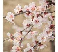 You Garden - 3 X Ornamental Prunus Incisa 'kojo-No-Mai' Fuji Cherry Tree In A 9Cm Pot - Established Garden Ready Plants For Garden