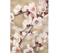 You Garden 3L Potted Prunus Incisa Kojo-No-Mai Red
