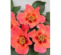 You Garden 3L Potted Rose 'For Your Eyes Only' Rose