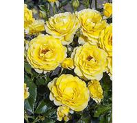 You Garden 3L Potted Rose Golden 50th Wedding Anniversary Rose