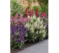 YouGarden Buddleia Davidii 'Butterfly Candy' Collection in 9cm Pots x3