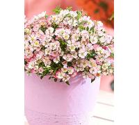 You Garden 3x Rose Cutie Pie in 9 cm Pots Rose