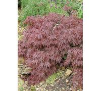 You Garden Acer Palmatum Garnet In 3L Pot