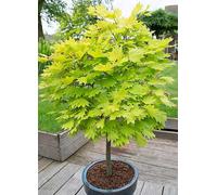 You Garden Acer shirasawanum 'Jordan' 3L Yellow