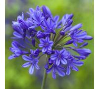 You Garden Agapanthus Africanus 'blue African Lily' X 5 Bare Roots