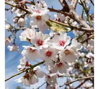 You Garden - Almond Dulcis Pair Of Trees Established Plants In 5L Pots