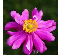 You Garden Anemone Japanese 'prince Heinrich' In A 9Cm Pot