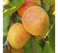 You Garden - Apricot 'early Moorpark' Bare-Root Tree - Grow Your Own Fruit Tree In Gardens Uk - Bare Root Apricot Tree For Gardens