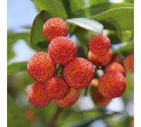 You Garden Arbutus Unedo Strawberry Tree Evergreen Shrub 2L Potted Plant