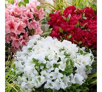 YouGarden Azalea Encore Collection Plant Pot 8cm 3 Pack - Size: 8 x 8 x 15cm - Multi - Wilko