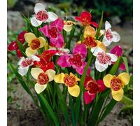 You Garden Aztec Lily Tigridia Pavonia Mixed 20 Bulbs, Size 7/9