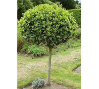 You Garden Bay Tree Standard 70 to 80 cm Tall Green