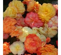 You Garden Begonia Amber Delight Pro + Plugs 60