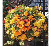 You Garden Begonia, Apricot Shades, Mix 40 Pro Plug Plants