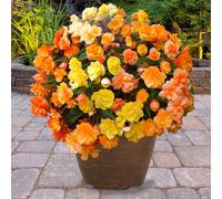 You Garden Begonia Apricot Shades X 10 Tubers
