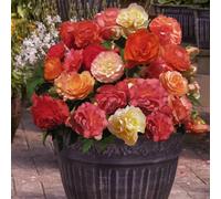 You Garden Begonia Heaven Scent X 10 Tubers Size 4/5