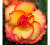 You Garden Begonia On Top Sun Glow 60 Pro+ Plugs