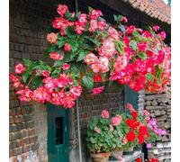 You Garden Belgian Giant Trailing Begonias X 10 Tubers