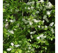 You Garden Bird Cherry Hedge Prunus Padus Set Of 10 Bare Root Hedges 60-90Cm Tall