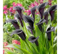 You Garden Black Calla Lily 'cantor' (Zantedeschia) - Pack Of 3 Bulbs