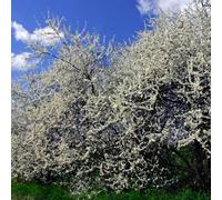 You Garden Blackthorn Hedge Prunus Spinosa Set Of 10 Bare Root Hedges 60-90Cm Tall