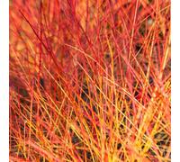 You Garden Bloodtwig Dogwood Cornus Sanguinea 'anny's Winter Orange' In A 3L Pot
