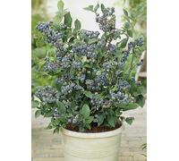 You Garden Blueberry Plant Collection Lime