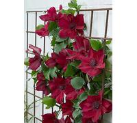 You Garden Boulevard Patio Clematis 'Nubia' Plant Red