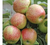 You Garden Braeburn Apple Fruit Tree In A 5L Pot Dwarf Rootstock For Patios And Pots