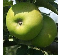 You Garden - Bramley Apple Patio Fruit Tree Bare-Root 1.35-1.45M Tall - Bare Root Apple Tress For Planting Uk Gardens