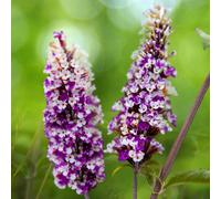 You Garden Buddleia Butterfly Bush Berries & Cream Florets In 9Cm Pots Butterfly And Bee Magnet