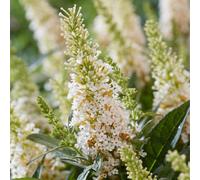 You Garden Buddleia Butterfly Bush Candy Little White Florets In 9Cm Pots - Butterfly And Bee Magnet