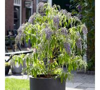 You Garden Buddleia Davidii 'wisteria Lane' In A 9Cm Pot - Butterfly Bush For Gardens Fragrant Pollenator Attracting Plants For Gardens Ready