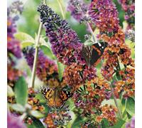 You Garden Buddleia Flower Power Plant 2L