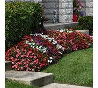 You Garden Busy Lizzie Beacon Mix 40 Pro Plug Plants