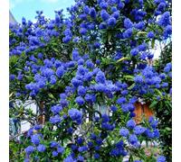 You Garden Californian Lilac Pyramid In A 17Cm Pot