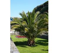 YouGarden Phoenix Canariensis Plant Pot 14cm - Green - Wilko