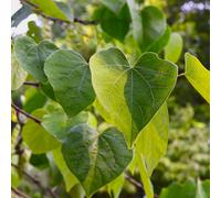 You Garden Cercis 'canandensis' in a 3L pot