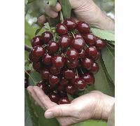 You Garden Cherry 'Little Stella' Patio 4.5L Potted Red