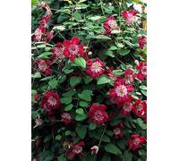 You Garden Clematis Avant Garde Premium Double 2 x 7 cm Pots Magenta