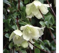 You Garden Clematis Cirrhosa Wisley Cream In A 9Cm Pot