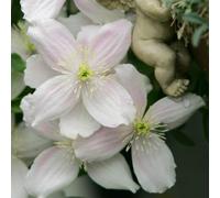 You Garden - Clematis Montana 'elizabeth' 9Cm X3