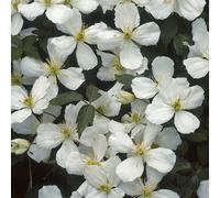 You Garden - Clematis Montana 'grandiflora' 9Cm X3